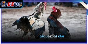 Các Loại Gà Xám Và Cách Nhận Biết Dòng Gà Đá Hiệu Quả