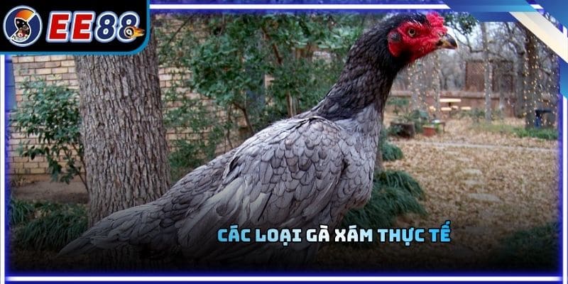 Các loại gà xám thực tế