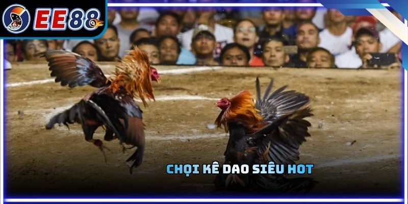 Chọi kê dao siêu hot