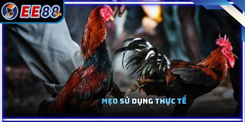 Mẹo sử dụng thực tế