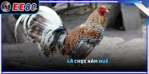 Gà Chọi Xám Huế - Điểm Khác Biệt Và Lối Đá Thực Chiến