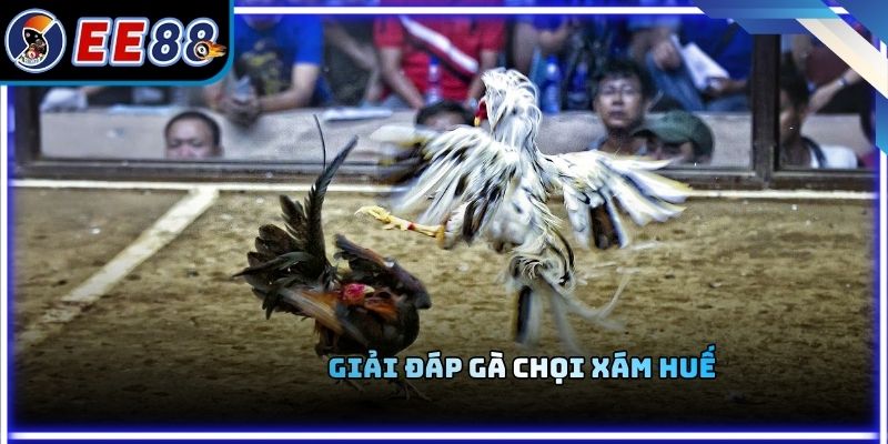 Giải đáp gà chọi xám Huế