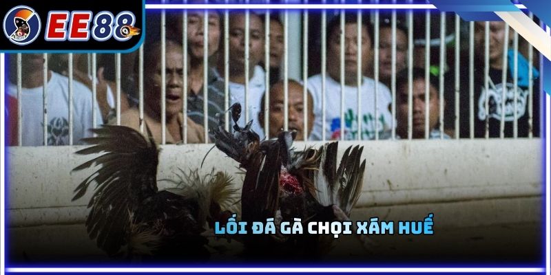 Lối đá gà chọi xám Huế