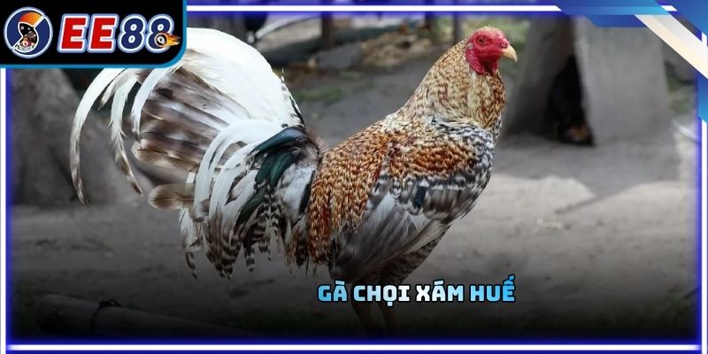 Gà Chọi Xám Huế - Điểm Khác Biệt Và Lối Đá Thực Chiến