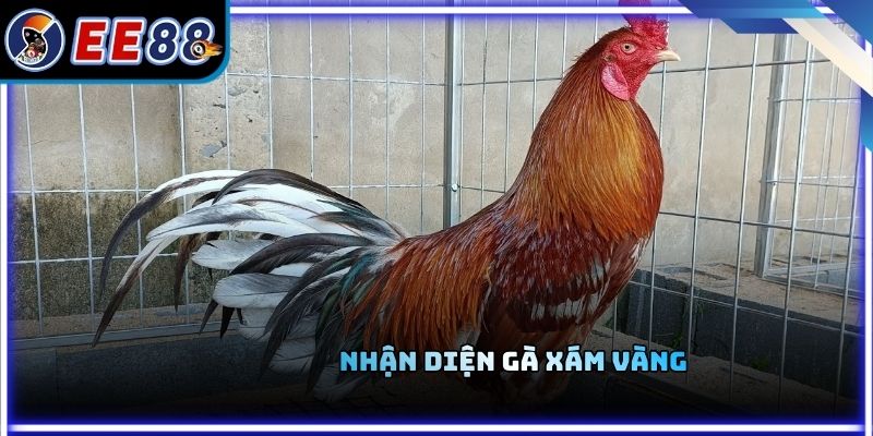 Nhận diện gà xám vàng