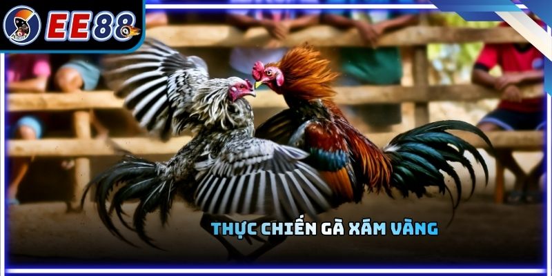Thực chiến gà xám vàng