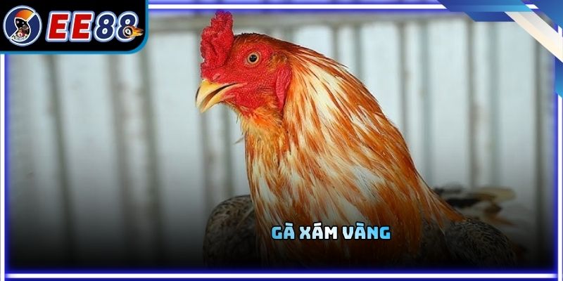 Gà Xám Vàng - Đặc Điểm Nhận Diện Và Giá Trị Thực Chiến